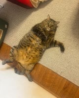 ���Ȃ����o���ĐQ�]����W�����[�����/��������(@coco_nyanco2)�� 