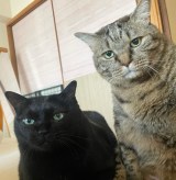 ���݂�2�C�B12�΂ɂȂ��l�̊ј\������/��������(@coco_nyanco2)�� 