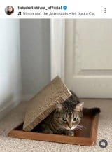 ��ՋM�q�u�`���D�� �L�炵���A�ǂ��`���Ȃ��Ƃ������S����v (�ʐ^�̓C���X�^�O���� @takakotokiwa_official ���) 