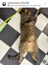 ��ՋM�q�u�`���D�� �L�炵���A�ǂ��`���Ȃ��Ƃ������S����v (�ʐ^�̓C���X�^�O���� @takakotokiwa_official ���) 