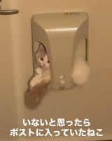 �ł���������ɔ����āA�Ȃ�ł��Ȃ���Ō��߂�Ȃ����Ɏv�킸�΂�/�݂��&�Ȃ���(@mirin_tsuna) �� 