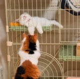 �Q�[�W�̒��Ŕ�������h�ȁh����ƌ���邨�o�����L�h�݂��h����� 