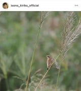 ���M���q�u���N�B�e���������A���傱���ƌ��Ă��������v(�ʐ^�̓C���X�^�O���� @isono_kiriko_official ���) 