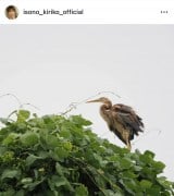 ���M���q�u���N�B�e���������A���傱���ƌ��Ă��������v(�ʐ^�̓C���X�^�O���� @isono_kiriko_official ���) 