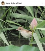 ���M���q�u���N�B�e���������A���傱���ƌ��Ă��������v(�ʐ^�̓C���X�^�O���� @isono_kiriko_official ���) 