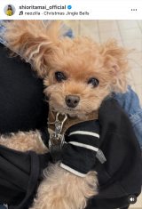 �ʈ䎍�D�u�����̃c���[�̂Ă��؂�v(�ʐ^�̓C���X�^�O���� @shioritamai_official ���) 