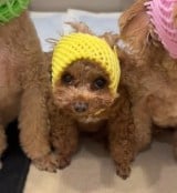 ��C�����l�q�̂��������h�ڂ��h�����Ă��� 