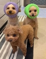 �������ƒ��E���I�������F�̎q�ƁA�B�e���I����Ă��c�葱���Ă��鎇�Ɨ� 