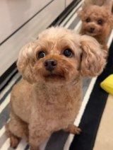 �t���[�c�l�b�g��E���̂ĂăX�b�L�����Ă���l�q 