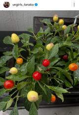 �A���K�[���Y�c���u�o���R�j�[�ň�ĂĂ���A�Ϗܗp�g�E�K���V�v(�ʐ^�̓C���X�^�O���� @ungirls_tanaka ���) 