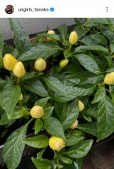 �A���K�[���Y�c���u�o���R�j�[�ň�ĂĂ���A�Ϗܗp�g�E�K���V�v(�ʐ^�̓C���X�^�O���� @ungirls_tanaka ���) 