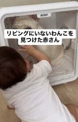 ���낭��𔭌������Ԃ����/����̓���(@shiro_frenchbull)���� �� 