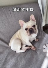 �����b�N�X���Ă��邵�낭��/����̓���(@shiro_frenchbull)���� �� 