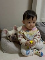 ����Œ��ǂ��߂������낭��ƐԂ����/����̓���(@shiro_frenchbull)���� �� 