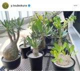 �䂪�ƁE�ؑq�R�K�u���ς��ł������B�����܂�������Ăق����v(�ʐ^�̓C���X�^�O���� @y.tsubokura ���) 