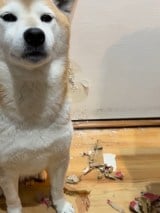 �j����w�E����Ă��邳���炱�����̗l�q 