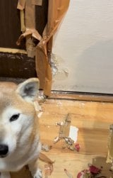 �j����w�E����Ă��邳���炱�����̗l�q 