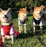 ���F�B�ƒ��̃��[�e�B�[���^����ő喞���̂����炱����� 