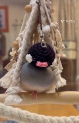 �u��̉�����Ə΂��Ă��܂��܂��v �����̓���