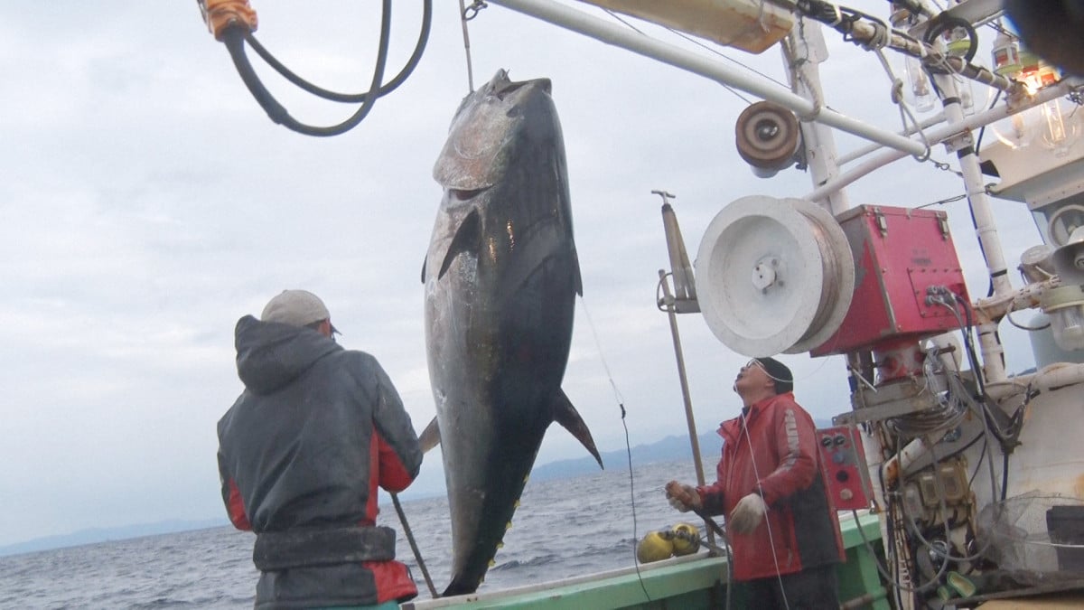 初競り5億円マグロの裏側に密着 テレ東が特番を放送『巨大マグロ戦争
