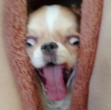 �A�J�f�~�[�܊m��? �܂�Ńz���[�f��V���C�j���O�ȃ`�����̕\��Ɂu�剉�j�D��!�v�u�{�Ƃ�若���ŏ΂����v 