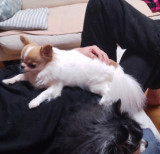 �����傳��̏�ł��낮�ʏ�����/��������Ƃ���킳��(@echigoya_minimoke)�� 