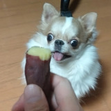 �₫�����ɋ����ÁX�ȋʏ�����)/��������Ƃ���킳��(@echigoya_minimoke)�� 