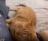 �K���Y���Q���Ă���Ƃ������Ȃ������/���Ȃ���������(@kinacomochi527)�� 