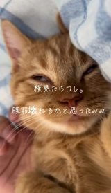 �A�b�v�Ō���ƂȂ��Ȃ��̈З�/���Ȃ���������(@kinacomochi527)�� 