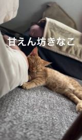 ���i�͈��炵���\��������邫�Ȃ������/���Ȃ���������(@kinacomochi527)�� 