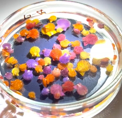 �܂�ŋ������̂悤�ȊC�̐����i�ʐ^�^�ł�@�C�m�����ϑ������j 