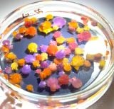 ���������Ǝv������? ���͐H�ׂ���g�C�̐������h�c�u��Ղ̉����v�u��蕨���Ǝv�����瓮���Ă�v 