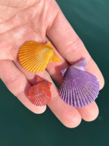 �u�q�I�E�M�K�C�v�i�ʐ^�^�ł�@�C�m�����ϑ������j 