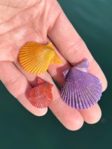 �u�q�I�E�M�K�C�v(�ʐ^/�ł�@�C�m�����ϑ������) 