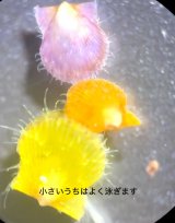 �u�q�I�E�M�K�C�v(�ʐ^/�ł�@�C�m�����ϑ������) 