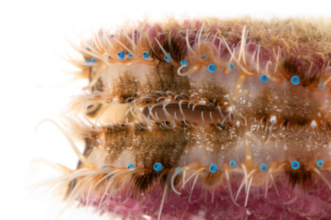 �u�q�I�E�M�K�C�v�i�ʐ^�^�ł�@�C�m�����ϑ������j 