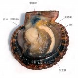 �u�q�I�E�M�K�C�v(�ʐ^/�ł�@�C�m�����ϑ������) 