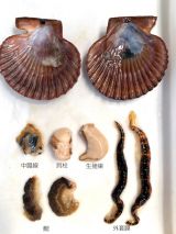 �u�q�I�E�M�K�C�v(�ʐ^/�ł�@�C�m�����ϑ������) 