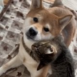 �u�����d������c�v�Č��������傳��Ɍ������g�����̕\��h�A�q�L�Ƃ̊֌W���Ɂu����������ԁv�u���Ɣގ����v 