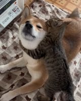 �䂸�����̂��񂸂����ւ̋����s�����~�܂�Ȃ�(@shiba.anzu���) 