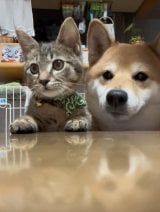 ���ɕ���ł����҂�2�C(@shiba.anzu���) 