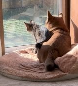 ���ǂ������ڂ�������2�C(@shiba.anzu���) 