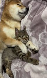 �Q��Ƃ��́A2�C����q����(@shiba.anzu���) 