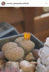 �R�{�����u�䂪�Ƃ̃��Z���̉ԁv(�ʐ^�̓C���X�^�O���� @mizuki_yamamoto_official ���) 