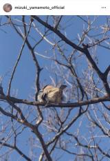 �R�{�����u�����߂̂����肩�킢���ˁv(�ʐ^�̓C���X�^�O���� @mizuki_yamamoto_official ���) 