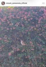 �R�{�����u�����߂̂����肩�킢���ˁv(�ʐ^�̓C���X�^�O���� @mizuki_yamamoto_official ���) 