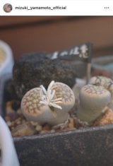 �R�{�����u�䂪�Ƃ̃��Z���̉ԁv(�ʐ^�̓C���X�^�O���� @mizuki_yamamoto_official ���) 