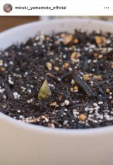 �R�{�����u�`���[���b�v������������o���Ă���v(�ʐ^�̓C���X�^�O���� @mizuki_yamamoto_official ���) 