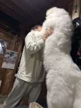 ���剻���~�܂�Ȃ��u�ڂ�ڂ񂭂�v(�摜��:@chouchou_the_g ) 