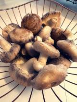 �����^���u�킽�����ő������Ȃ̂ł����Ƃō͔|���Ă���܂��āv�u��������������̂�܂���(��)�v(�ʐ^�̓u���O���) 